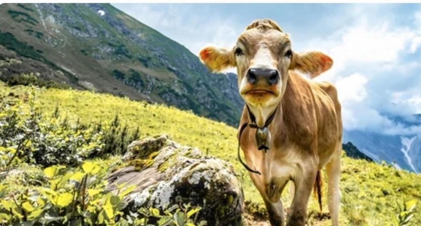 Ferienwohnung Weber Alpenglueck Lechbruck Eksteriør billede
